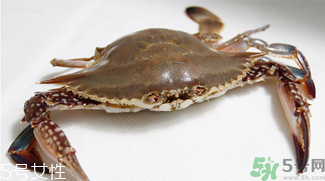 梭子蟹和飛蟹的區(qū)別？飛蟹是梭子蟹嗎？