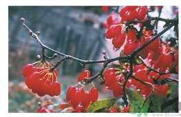 茱萸是什么？重陽節(jié)為什么要插茱萸？