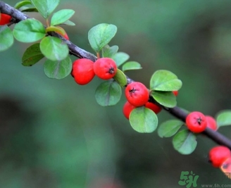 茱萸是什么？重陽節(jié)為什么要插茱萸？