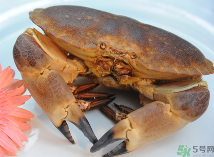面包蟹多少錢一斤？面包蟹多少錢一只？