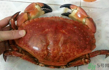 面包蟹怎么吃？面包蟹的吃法詳解