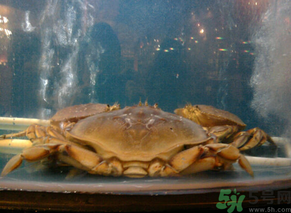 珍寶蟹多少錢一斤？珍寶蟹多少錢？