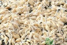 麥芽可退奶還是發(fā)奶？麥芽的功效與作用