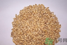 麥芽可退奶還是發(fā)奶？麥芽的功效與作用