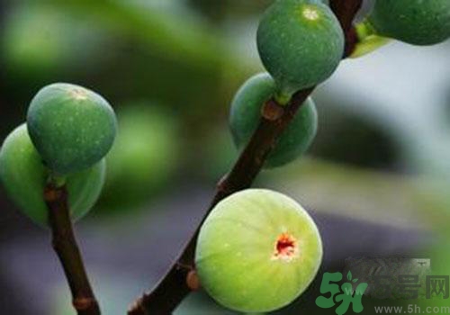 吃無(wú)花果會(huì)過(guò)敏嗎？吃無(wú)花果干會(huì)過(guò)敏嗎？