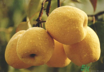 雪花梨怎么吃治咳嗽？雪花梨可以治咳嗽嗎？