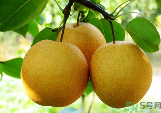 雪花梨怎么吃治咳嗽？雪花梨可以治咳嗽嗎？