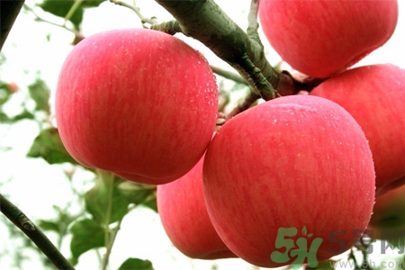 孕婦吃嘎啦果的好處有哪些？嘎啦果的營養(yǎng)價值