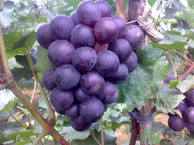 巨峰葡萄多少錢一斤？巨峰葡萄價格