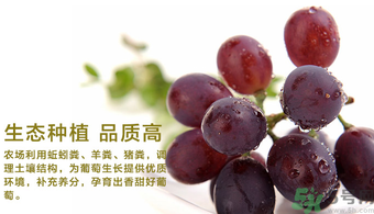 玫瑰香葡萄營(yíng)養(yǎng)價(jià)值 玫瑰香葡萄的功效與作用