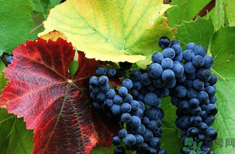 玫瑰香葡萄營(yíng)養(yǎng)價(jià)值 玫瑰香葡萄的功效與作用