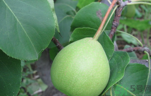 孕婦可以吃香水梨嗎？香水梨孕婦能吃嗎？