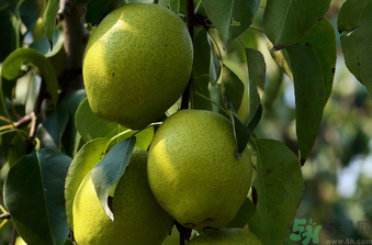 孕婦可以吃香水梨嗎？香水梨孕婦能吃嗎？