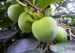 青柿子怎么吃？青柿子能吃嗎？