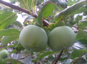 青柿子怎么變熟？青柿子怎么催熟？