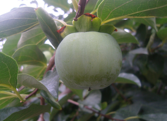 青柿子怎么變熟？青柿子怎么催熟？