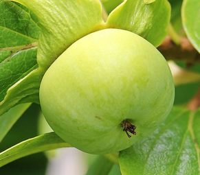 青柿子怎么變熟？青柿子怎么催熟？