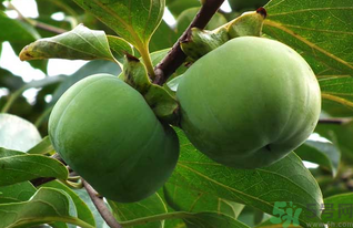 生柿子有毒嗎？生柿子吃了會怎樣？