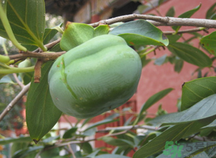 生柿子有毒嗎？生柿子吃了會怎樣？