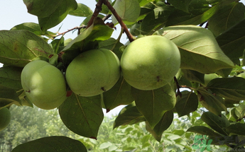 生柿子有毒嗎？生柿子吃了會怎樣？