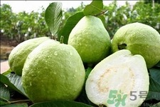 芭樂怎么吃？芭樂的營養(yǎng)價值與功效