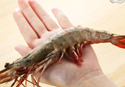 草蝦是海蝦還是河蝦？海蝦和河蝦的區(qū)別