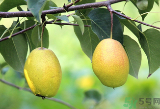 孕婦可以吃香水梨嗎？香水梨孕婦能吃嗎？