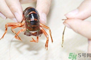 活蝦怎么處理干凈蝦線？活蝦怎么去蝦線？