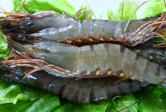 孕婦能吃草蝦嗎？草蝦孕婦可以吃嗎？