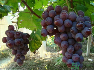 巨峰葡萄怎么保存？巨峰葡萄可以放多久？