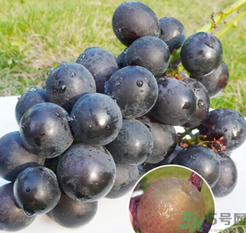 巨峰葡萄怎么保存？巨峰葡萄可以放多久？