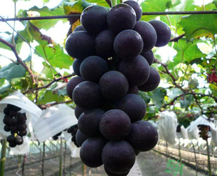 吃巨峰葡萄有什么好處？巨峰葡萄好吃嗎？