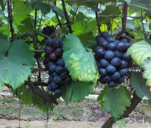 吃巨峰葡萄有什么好處？巨峰葡萄好吃嗎？