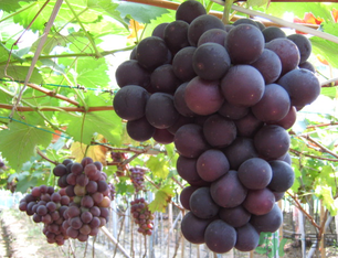 吃巨峰葡萄會胖嗎？吃什么水果會胖？