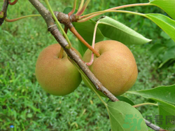 孕婦能吃南國梨嗎？南國梨孕婦可以吃嗎？