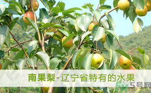 孕婦能吃南國梨嗎？南國梨孕婦可以吃嗎？