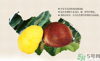 板栗和什么一起泡酒好？板栗泡酒的功效與作用有哪些？