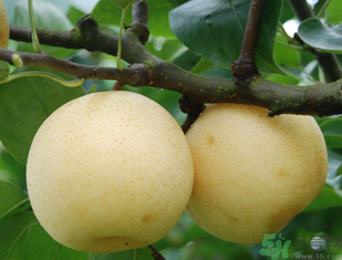 皇冠梨的營(yíng)養(yǎng)價(jià)值 皇冠梨的功效與作用 皇冠梨的營(yíng)養(yǎng)價(jià)值 皇冠梨的功效與作用