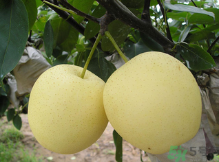 皇冠梨的營(yíng)養(yǎng)價(jià)值 皇冠梨的功效與作用 皇冠梨的營(yíng)養(yǎng)價(jià)值 皇冠梨的功效與作用