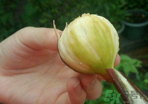 吃無花果要剝皮嗎？吃無花果皮有什么好處？