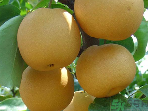 豐水梨可以煮水喝嗎？豐水梨怎么熬梨水喝？