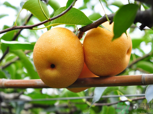 豐水梨可以煮水喝嗎？豐水梨怎么熬梨水喝？