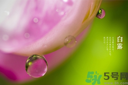 白露節(jié)吃什么？白露節(jié)的傳統(tǒng)美食有哪些？