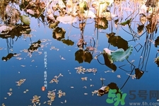 白露節(jié)吃什么？白露節(jié)的傳統(tǒng)美食有哪些？