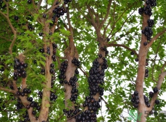 嘉寶果多少錢一斤？嘉寶果的功效和作用