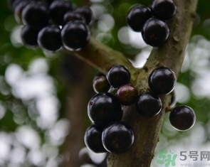 嘉寶果多少錢一斤？嘉寶果的功效和作用