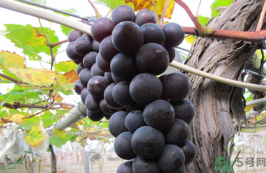 吃巨峰葡萄上火嗎？吃什么水果會(huì)上火？