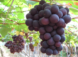 吃巨峰葡萄上火嗎？吃什么水果會(huì)上火？