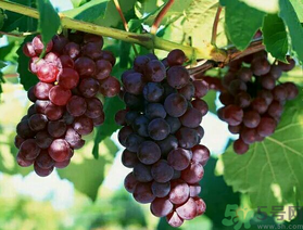 吃巨峰葡萄上火嗎？吃什么水果會(huì)上火？