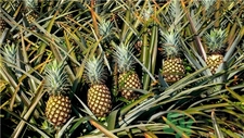 鳳梨的營養(yǎng)價值 鳳梨的功效與作用